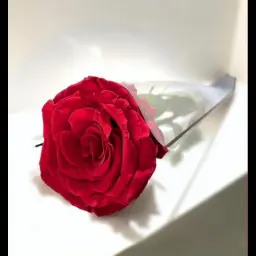 ورد أحمر حبة